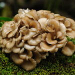 Hongo Maitake - Imagen 3
