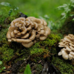 Hongo Maitake - Imagen 2